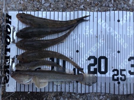 ワームでハゼ釣り