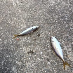 大阪奥湾サビキ コマセの消化