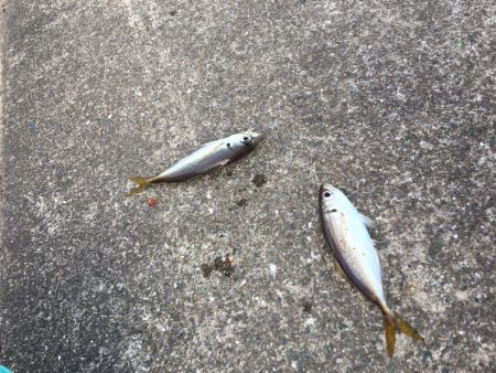 大阪奥湾サビキ コマセの消化