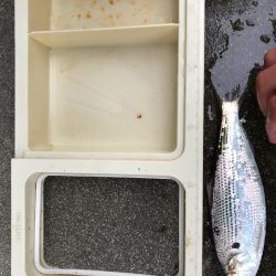 サビキでアジ狙い!