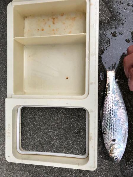 サビキでアジ狙い!