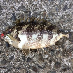 ザ！五目釣り！