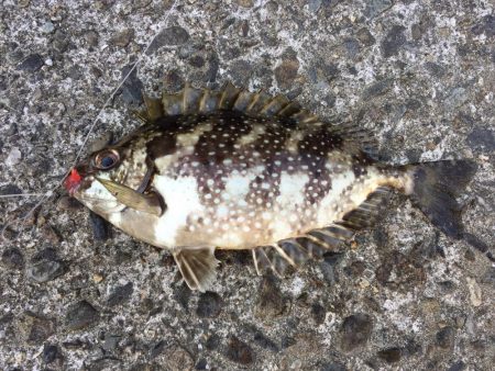 ザ！五目釣り！