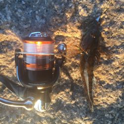 メバリング釣行