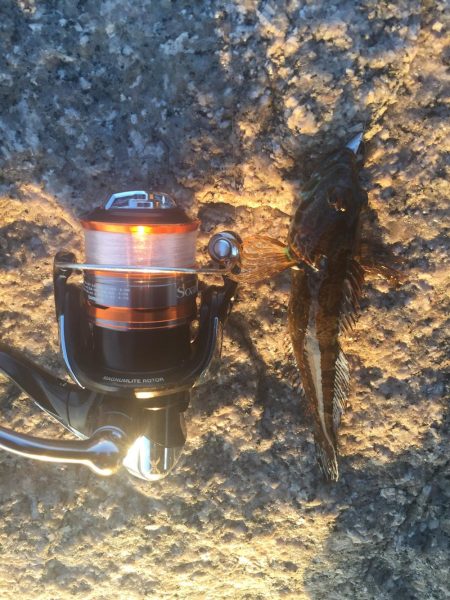 メバリング釣行