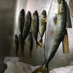 アジングのち青物