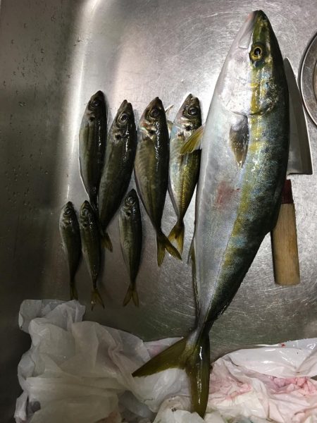 アジングのち青物