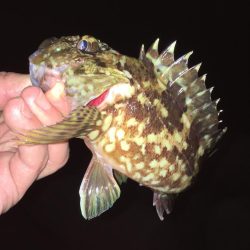 メバリング開幕戦