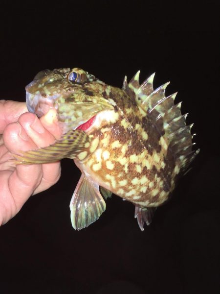 メバリング開幕戦