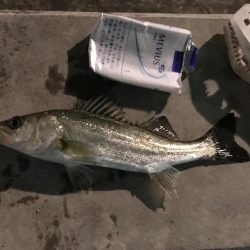 セイゴ入れ食い