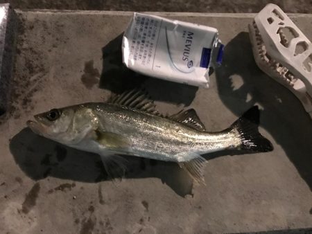 セイゴ入れ食い