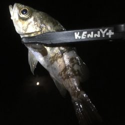 冬のお魚登場です。