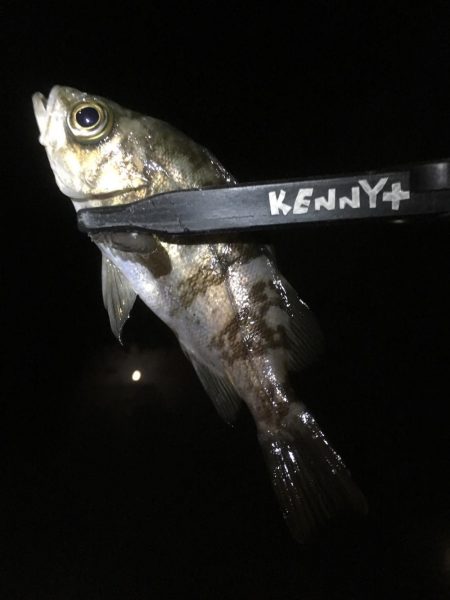 冬のお魚登場です。