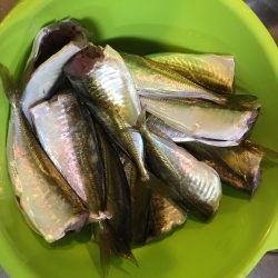 大阪奥湾サビキ 10mの違い