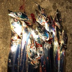 プチパラダイス(^^)数釣り楽しめました。