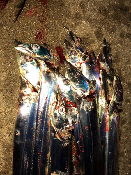 プチパラダイス(^^)数釣り楽しめました。