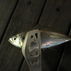 アジたくさんつれた！