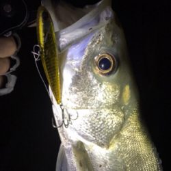 シーバスにキビレ♪