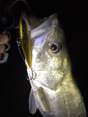 シーバスにキビレ♪