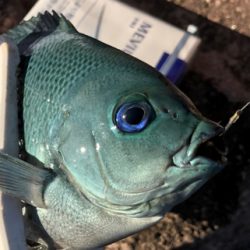 メジナ釣れました