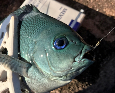 メジナ釣れました