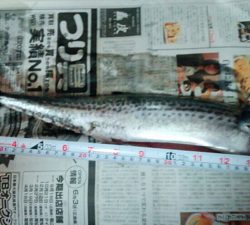 ハマチ渋いねぇ