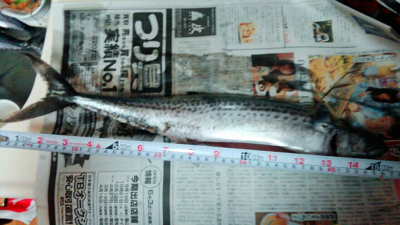 ハマチ渋いねぇ