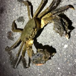 湾奥シーバス終盤？？