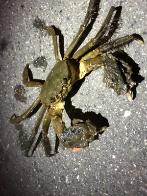 湾奥シーバス終盤？？