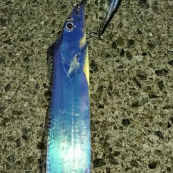 釣り部 釣行記 6