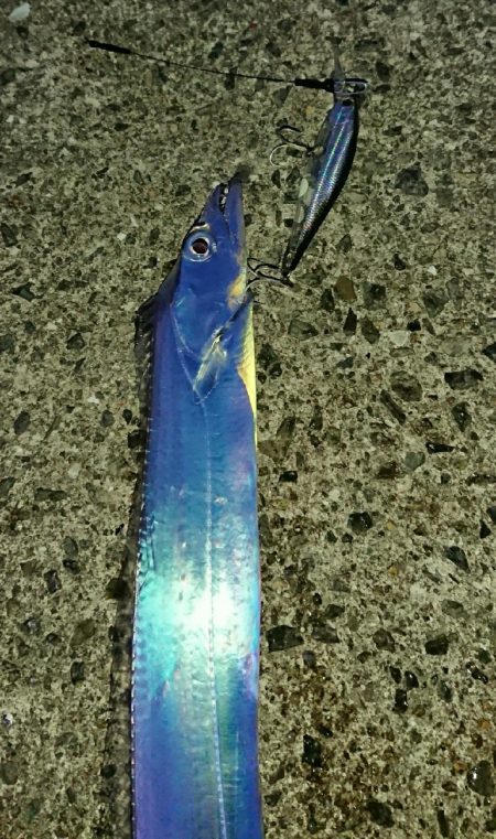 釣り部 釣行記 6