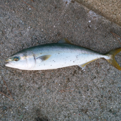 青物のトップゲーム