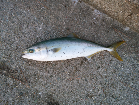 青物のトップゲーム