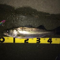 明暗のシーバス