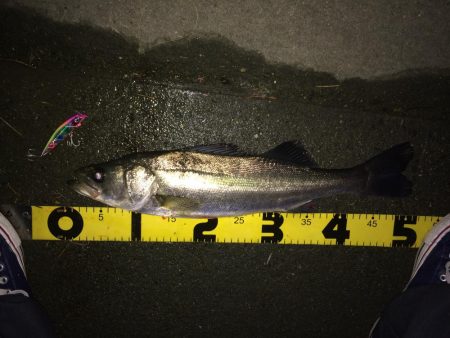 明暗のシーバス