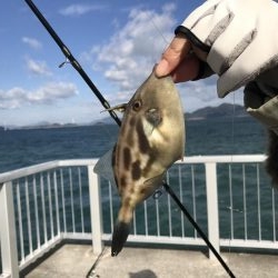 カワハギ釣り