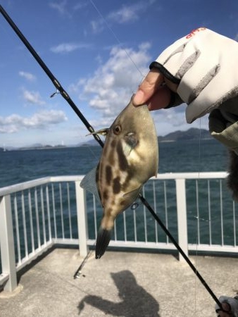 カワハギ釣り
