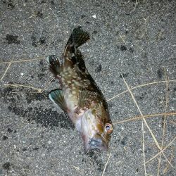 舞洲アジングNO5