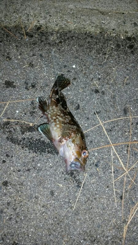 舞洲アジングNO5