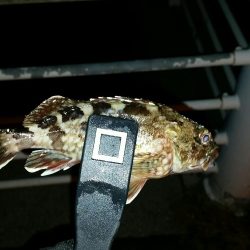 舞洲アジングNO6