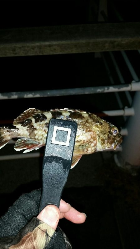 舞洲アジングNO6