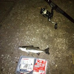 キビレ、セイゴ、太刀魚3種目