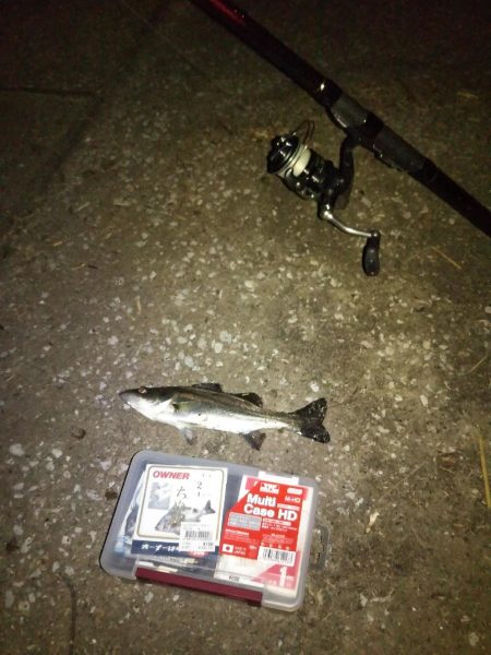 キビレ、セイゴ、太刀魚3種目