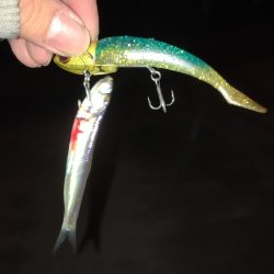 ベイトがいっぱい