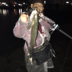 シーバス入れ食い