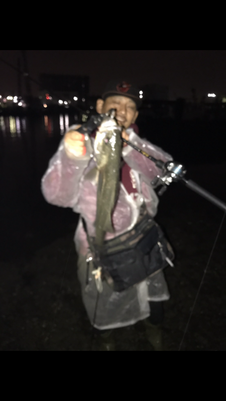 シーバス入れ食い