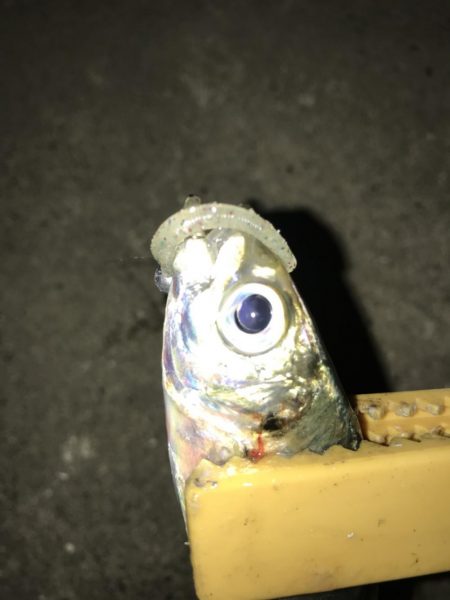 これがマゴバチの威力か！？