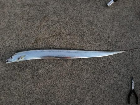 湾奥タチウオ。状況変化？？