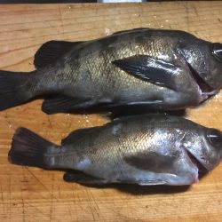 メバルの時期がやって来た？