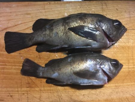 メバルの時期がやって来た？